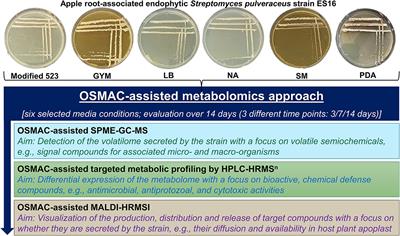 Evaluation of Apple Root-Associated Endophytic Streptomyces pulveraceus Strain ES16 by an OSMAC-Assisted Metabolomics Approach
